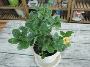 栀子花叶子发黄干枯怎么办