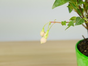 倒挂金钟落蕾怎么办