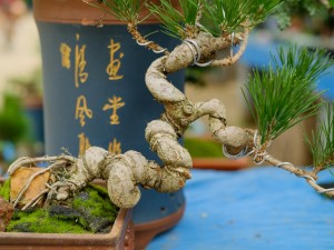 松树盆景的常见种类