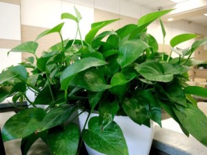 绿萝叶子小时什么原因？绿萝叶子小怎么办？