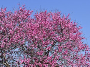桃花的虫害防治大全