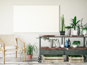 百里香的栽培方法