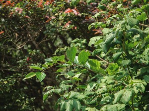 琼花的花语及传说