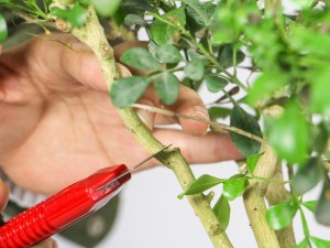 米兰花的花语及传说