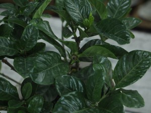 栀子花叶子下垂怎么办