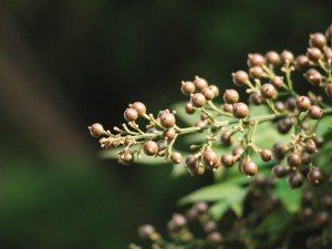 南天竹的果实可以吃吗，吃多少会中毒