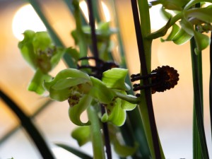 怎么给兰花施肥