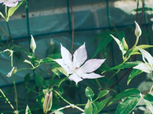 铁线莲可以室内养殖吗