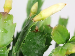 蟹爪兰叶子发软发蔫怎么办呢