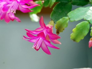 蟹爪兰掉花苞的原因以及挽救方法