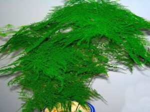 文竹怎么修剪？文竹的修剪方法