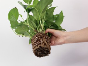 冬天绿萝叶子发黑发软怎么办