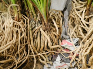 兰花代表哪一类人