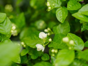 茉莉枯萎了还能救活吗，该怎么救活？