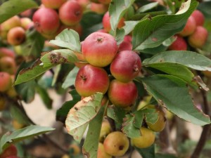 海棠果能吃吗，海棠果怎么吃