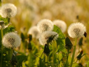 蒲公英茶可以天天喝吗