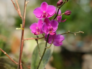 蝴蝶兰黄叶子怎么回事，黄叶怎么办