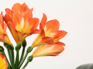 君子兰叶子发黄怎么办