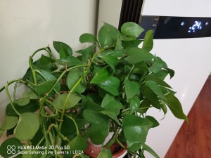 绿萝冬天冻死了怎么办