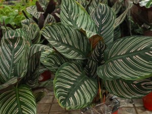 双线竹芋的虫害及防治方法