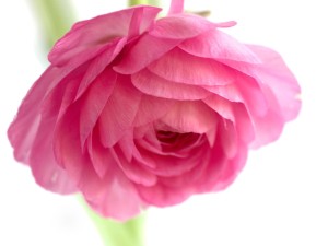 花毛茛的分株繁殖方法