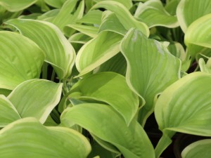 玉簪花的花语及传说