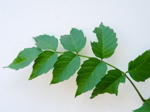 凌霄花虫害及防治方法