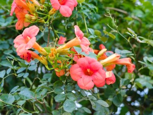 家里养凌霄花有哪些好处