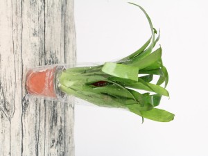 鸿运当头不红了怎么办，怎么养才红