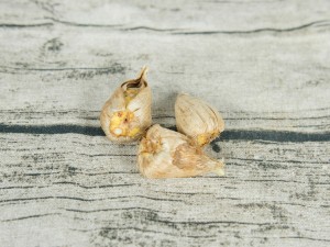 香雪兰可以放在卧室吗