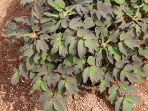 牡丹花的品种有哪些