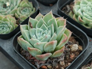 石榴寓意是什么