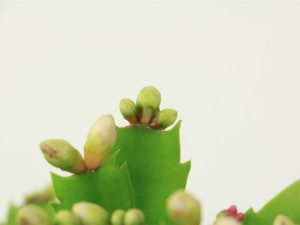 蟹爪兰叶子发黄怎么办