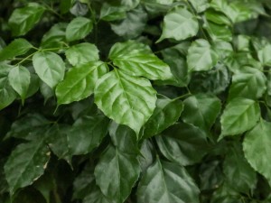 绿宝树常见病虫害及防治方法