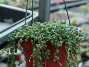 佛珠干瘪了怎么办?