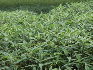 千屈菜什么时候开花