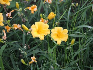 萱草的栽培要点