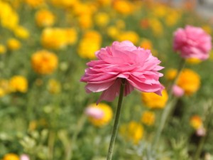 花毛茛块根的贮藏方法