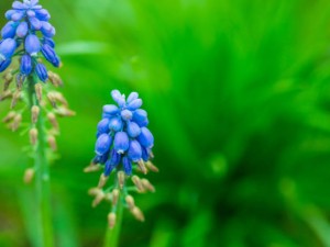 葡萄风信子长虫了怎么办