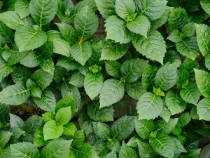 绣球叶子发黄怎么办