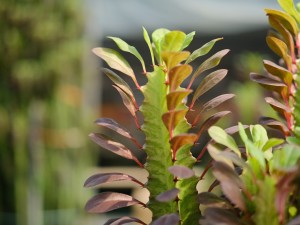 龙骨花的功效与作用，有什么禁忌