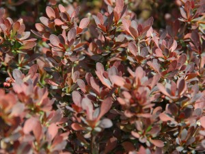 紫叶小檗的药用功效