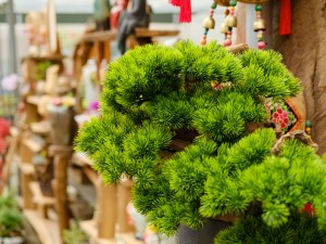 假山盆景室内摆放禁忌