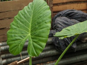 养滴水观音有什么好处