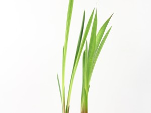 唐菖蒲品种有哪些