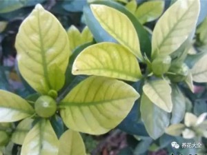 揭秘栀子 茉莉黄叶原因 四季常绿不是梦