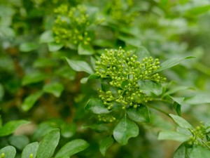 果木盆景的介绍和图片欣赏