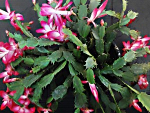 蟹爪兰嫁接仙人掌详细方法步骤介绍