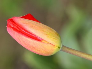 郁金香可以放卧室吗