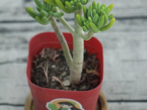 乙女心掉叶子怎么办